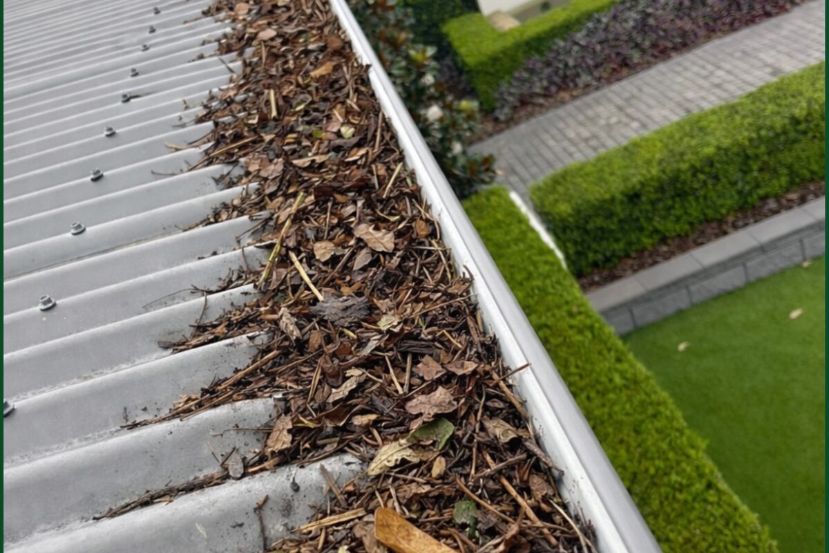 Dry leaf litter packed into an unprotected gutter on a Sydney home